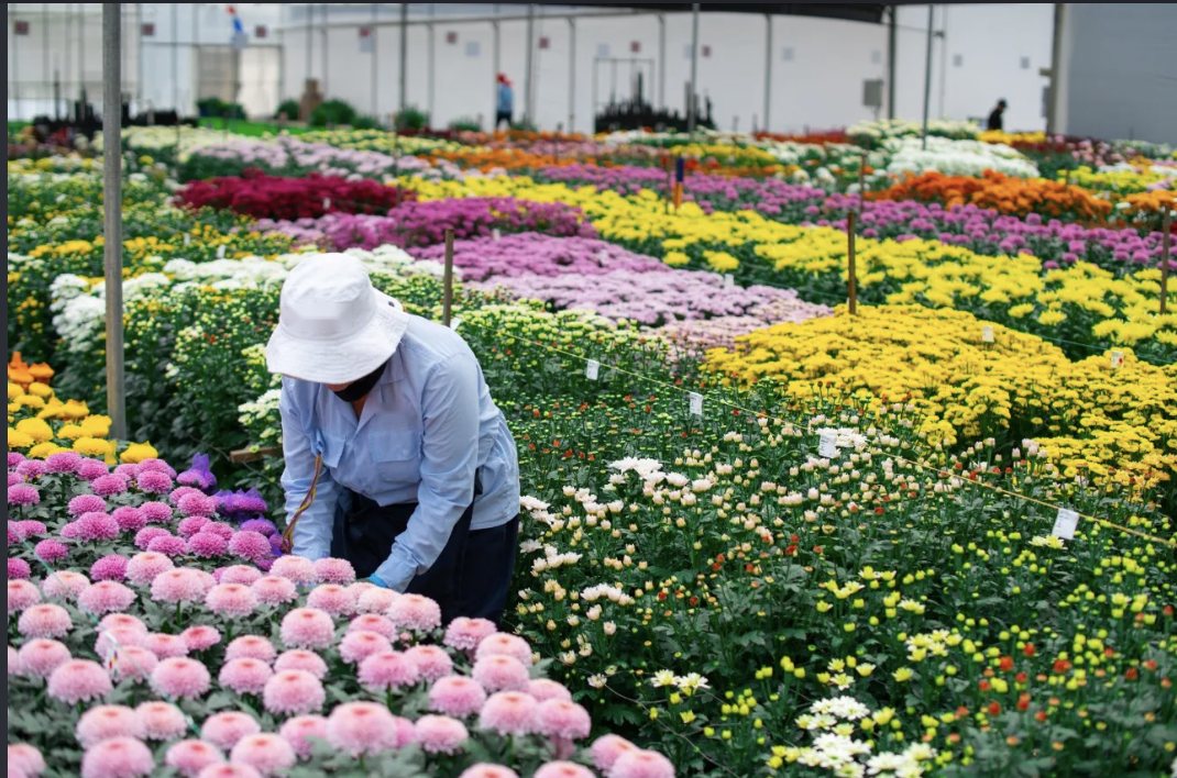 Rows of colorful chrysanthemums being tended in a Colombian flower greenhouse