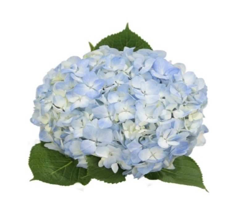 Blue hydrangeas