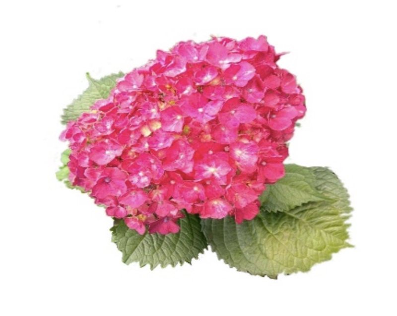 Dark pink hydrangeas