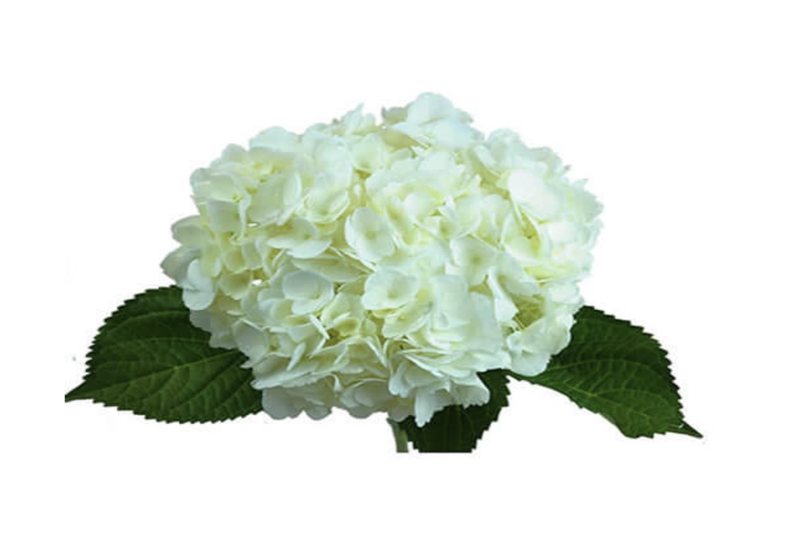 White hydrangeas
